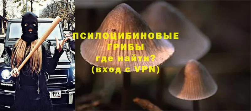 где купить   Печора  Галлюциногенные грибы Psilocybe 